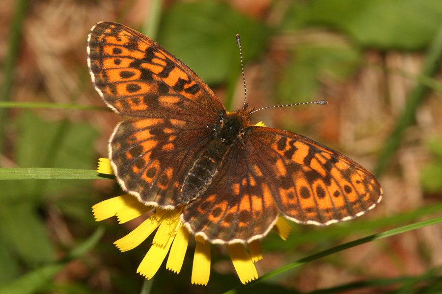 Nymphalidae dolomitico da id - Boloria (Clossiana) thore